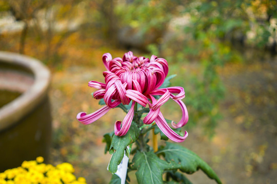 菊花高清大图