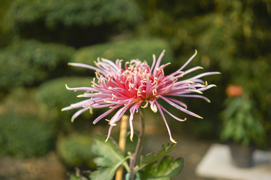 菊花高清大图