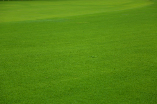 高尔夫球场绿草坪