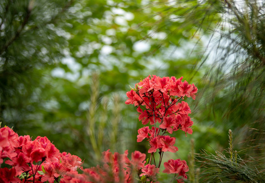 杜鹃花