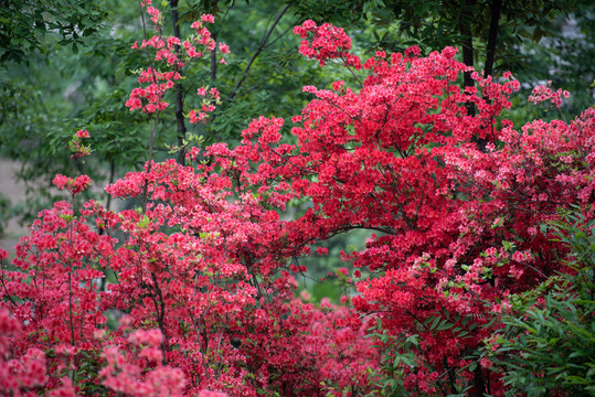 杜鹃花