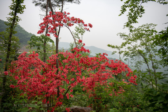 映山红