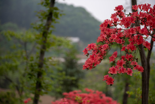 映山红