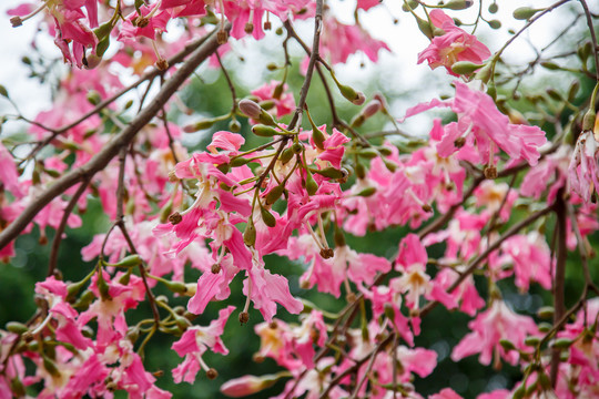 紫荆花