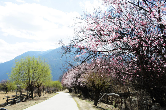 林芝桃花