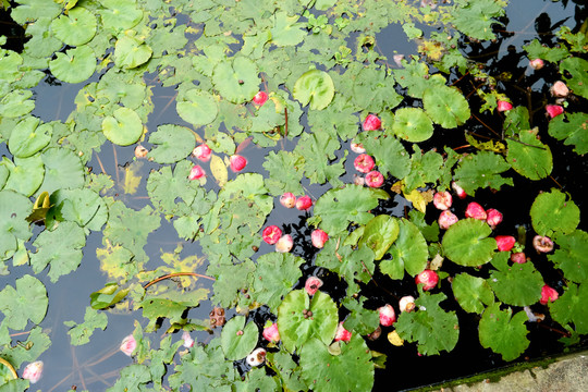 荷花浮萍