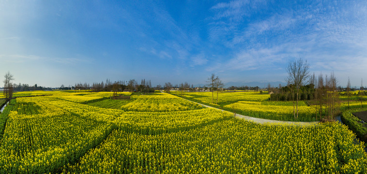 成都平原油菜花全景图