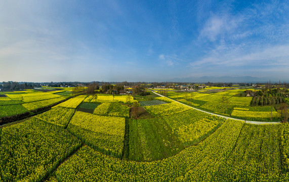 成都平原油菜花全景图