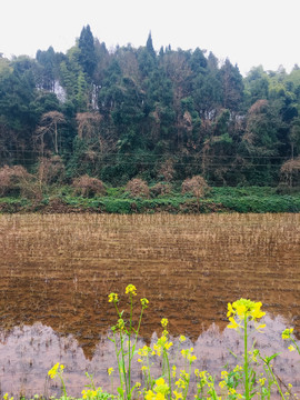 乡村田野风景