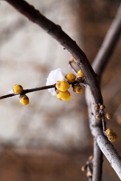 雪后腊梅