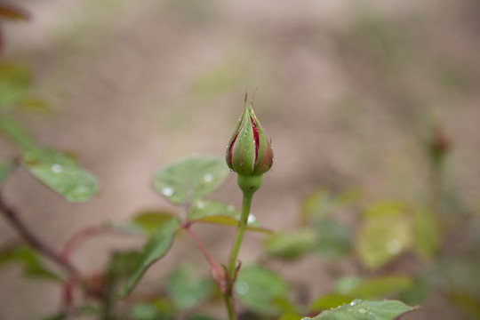 月季花花苞