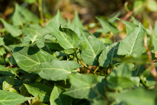 药用植物野生何首乌