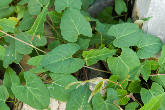 药用植物野生何首乌