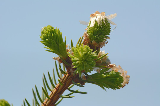 枝芽