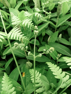 野菜蕨菜绿植北欧