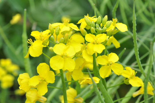 油菜花