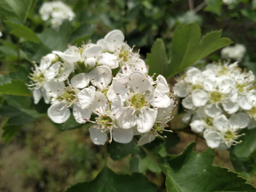 山楂花