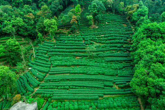 西湖龙井茶园