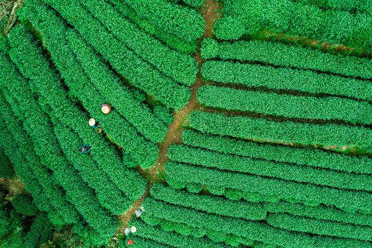 西湖龙井村