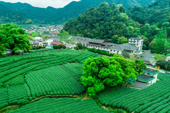 龙井茶山