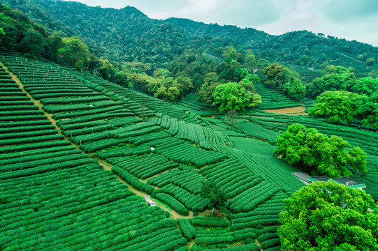 茶山