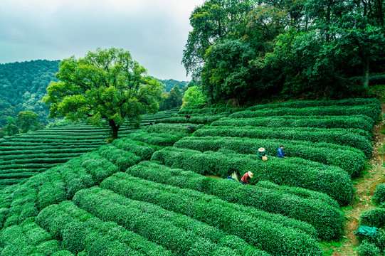 高山茶园