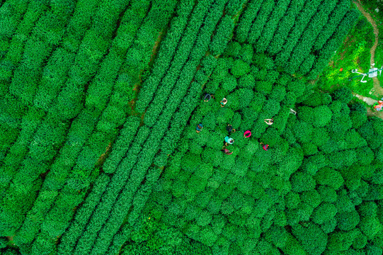 茶山