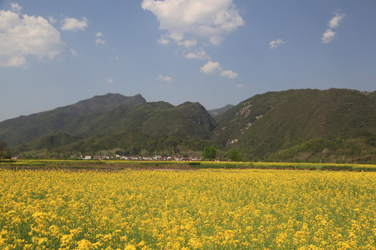 山区油菜花