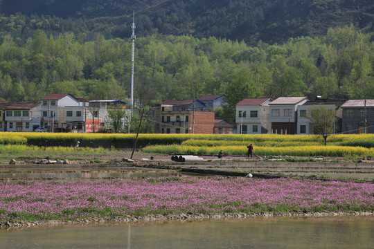 山区油菜花