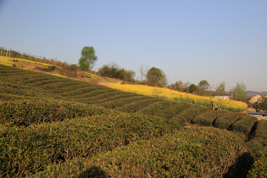 春天茶山