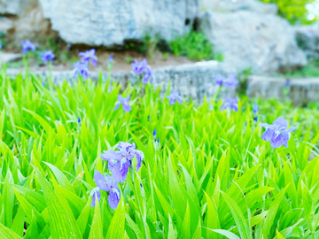 绿化花草