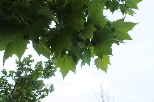春天绿色树叶图片
