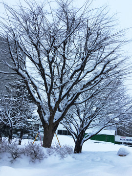 札幌雪景