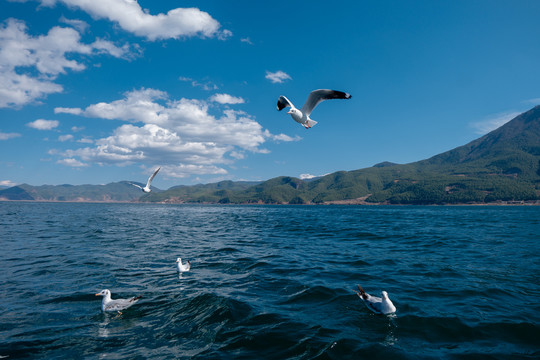 泸沽湖海鸥