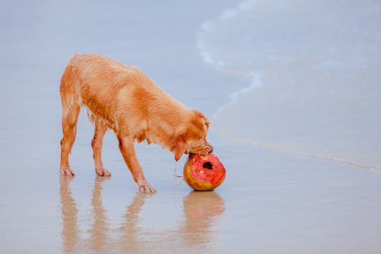 海边吃椰子的金毛狗