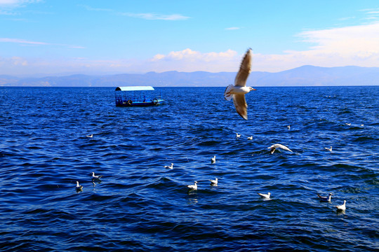 抚仙湖海鸥