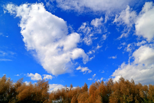 芦苇天空