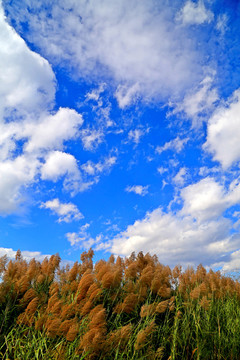 芦苇天空