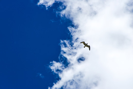 天空的海鸥