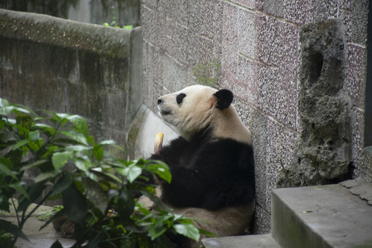 忧郁的熊猫