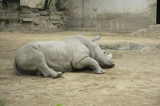 睡觉的犀牛