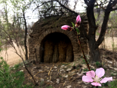 窑洞桃花