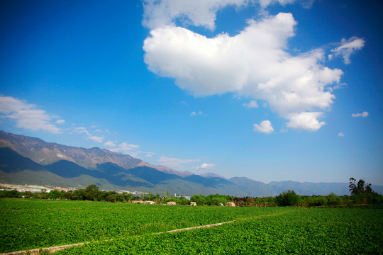 乡村田野