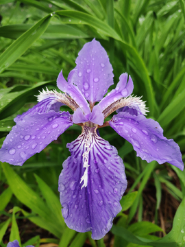 鸠尾花