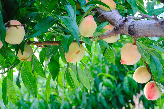 桃树结满桃子