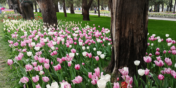 北京中山公园郁金香花牡丹花