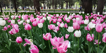 北京中山公园郁金香花牡丹花