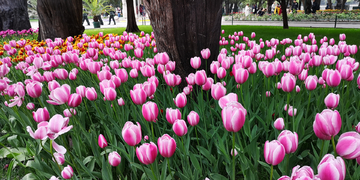 北京中山公园郁金香花牡丹花