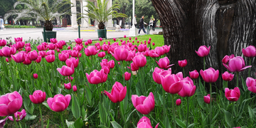 北京中山公园郁金香花牡丹花