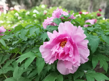 北京中山公园郁金香花牡丹花